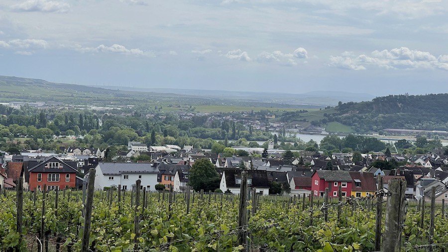 Visite des vignes