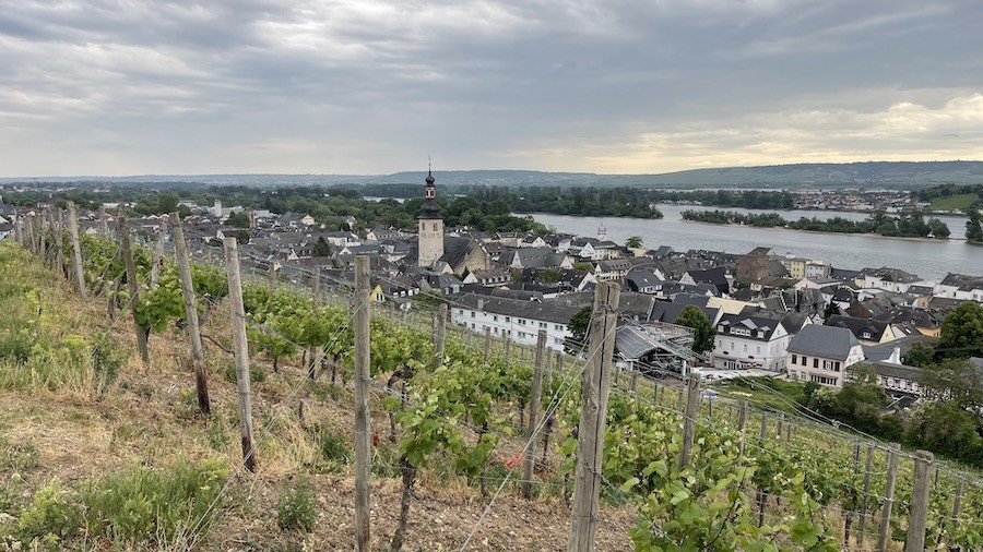 Vignes de Rüdesheim am Rhein