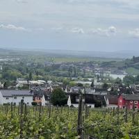 Visite des vignes