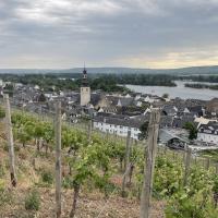 Vignes de Rüdesheim am Rhein